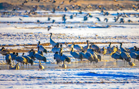 Lhasa River Glacial Wetland Bird Watch Boardwalk