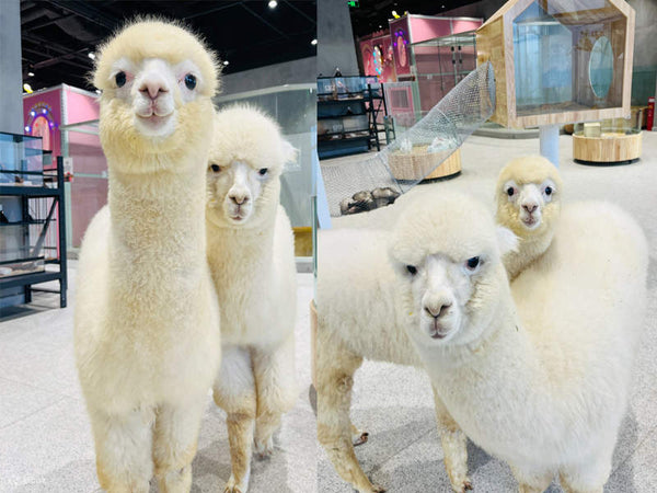Lollypet Safari Park
