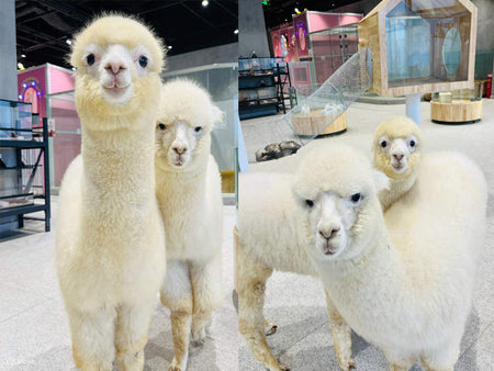 Lollypet Safari Park