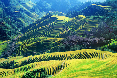 Longji Rice Terraces (Dragon's Backbone)