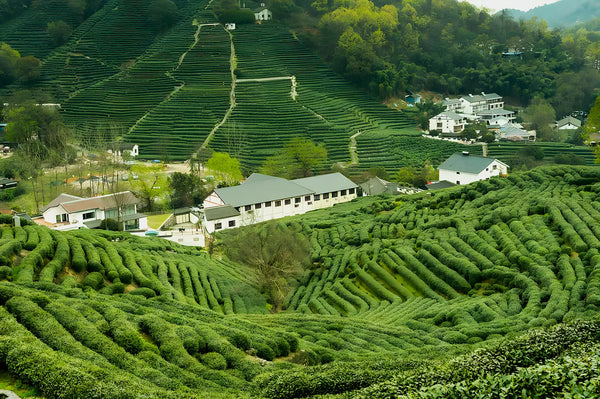 Longjing Green Tea Village (Dragon Well)