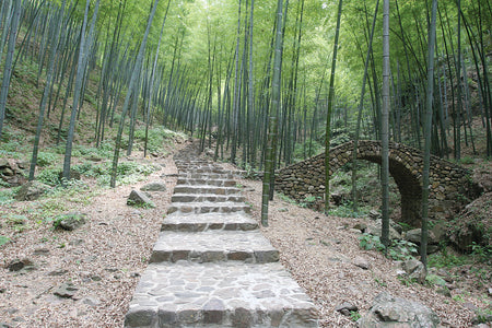 Mashan Peninsula Deep Bamboo Shamanic Trail