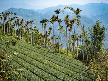 Mashan Peninsula Organic Tea Plantation Track