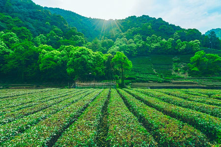 Meijiawu Tea Valley Farm Food Street