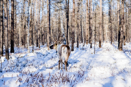 Mohe Arctic Reindeer Park