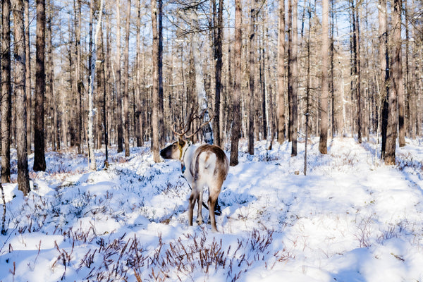 Mohe Arctic Reindeer Park