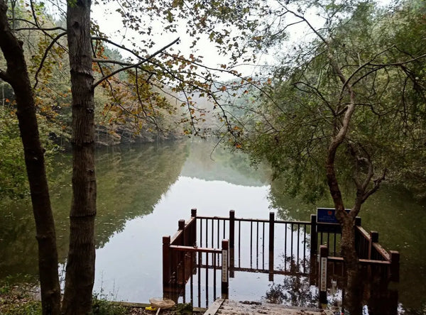 Qinglong Mountain Subtropical Forest Canopy Boardwalk