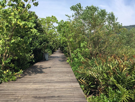 Qiuhuan Island Mangrove Wetland Linear Trail