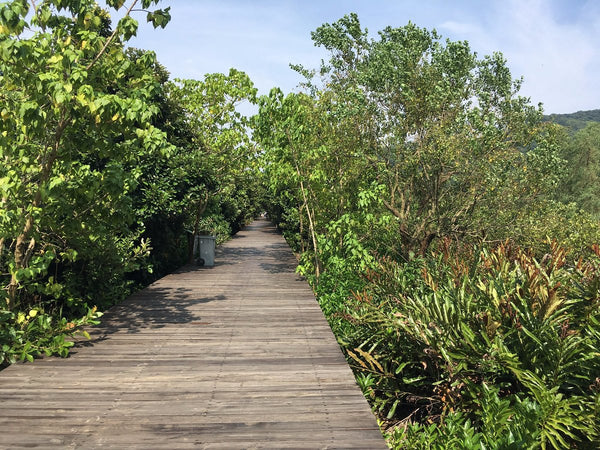 Qiuhuan Island Mangrove Wetland Linear Trail
