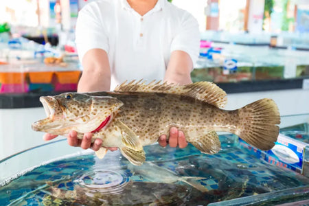 Sanya Hongsha Floating Seafood Market