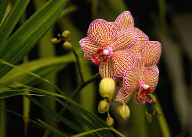 Sanya Orchid World National Theme Park