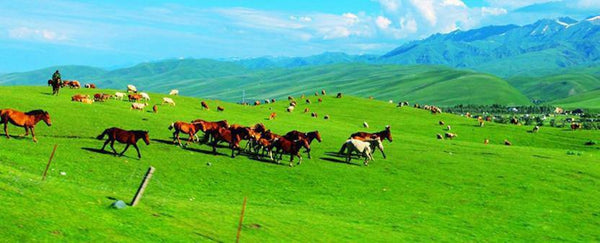 Sarshokhuz Grassland (Nomadic Valleys)