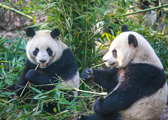Shanghai Zoo