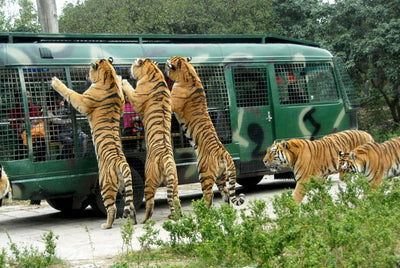 Shenzhen Safari Park