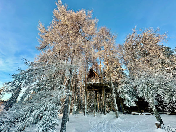 Siberian Larch Canopy Forest Park
