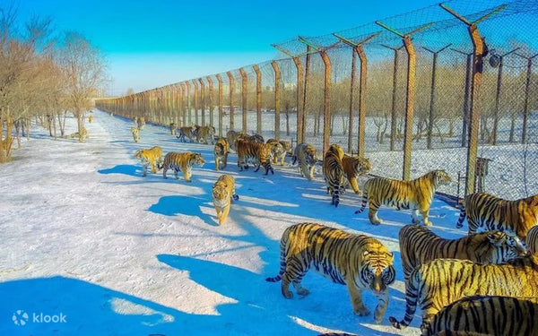 Siberian Tiger Park