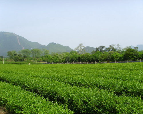 Tea Science & Research Institute (Guilin)