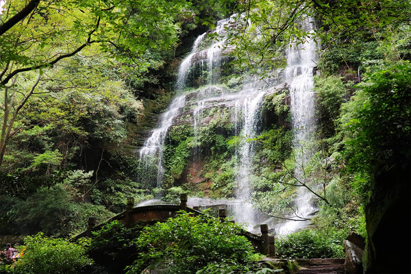 Tiantai Mountain (Firefly Forest)