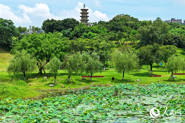 Tingtang Wetland Park & Aquatic Lotus Trail