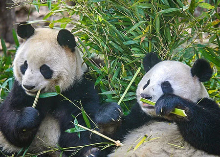 Tuanjie Town (Giant Panda Valley)