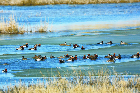 Ulungur Lake Bird-Watching Pier