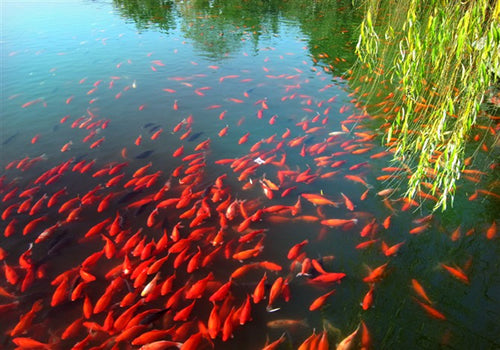 Viewing Fish at Flower Harbor (Wanhong Ting)