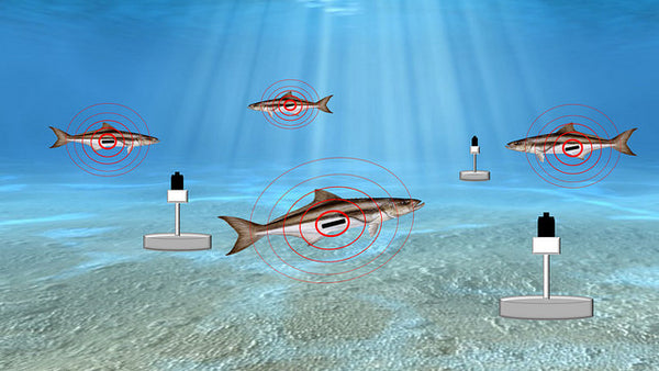 Wanshan Marine Fishery Telemetry Center