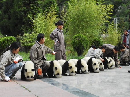 Wolong Shenshuping Panda Base