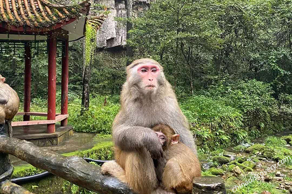 Wulingyuan Golden Whip Stream Monkey Trail