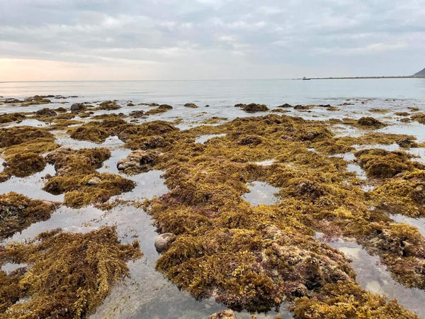 Xiaodonghai Coral Reef Reserve