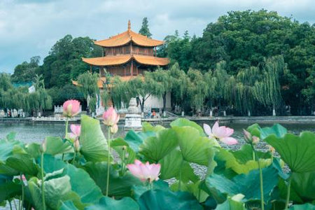 Xingjiacun Lotus Wetlands