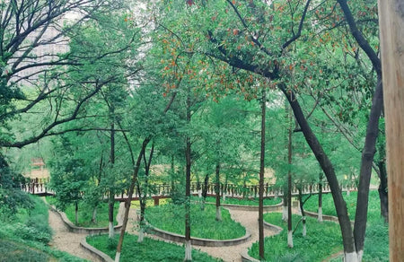 Xingsha Ecological Wetlands High-Tech Hydro-Telemetry Trail