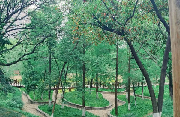 Xingsha Ecological Wetlands High-Tech Hydro-Telemetry Trail