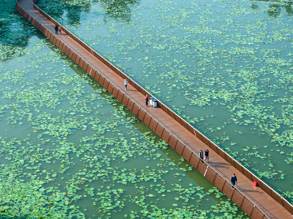 Xuanwu Lake Park Lotus Promenade Trail