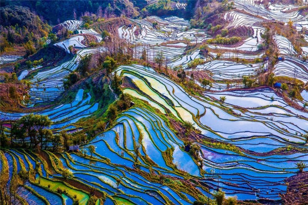 Yiliang Colored Rice Terraces