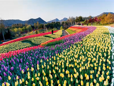 Yinggeshi Botanical Gardens Massive Alpine Floral Valley