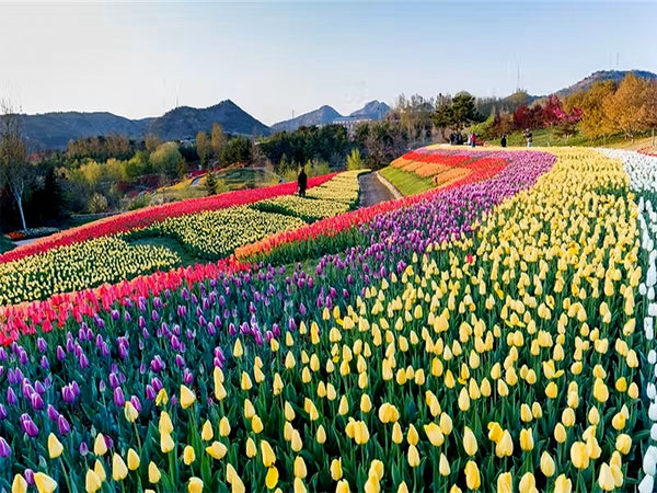 Yinggeshi Botanical Gardens Massive Alpine Floral Valley