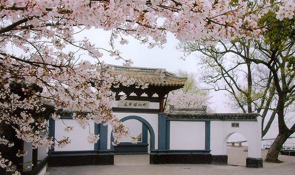 Yuantouzhu Peninsula Cherry Blossom Safari (Turtle Head Isle)