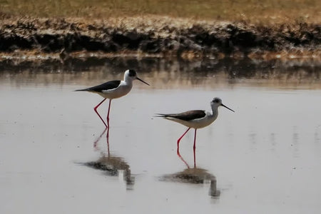 Yuelu Peak Summit Bird-Watching Timber Boardwalk